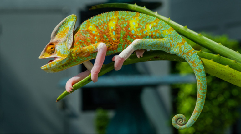 Чому хамелеони крутять очима на всі боки: вчені розгадали секрет фотографічного погляду