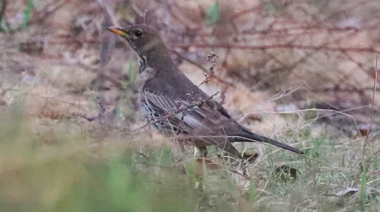 Уперше за 50 років: у Чорнобилі помітили немісцевого дрозда гірського