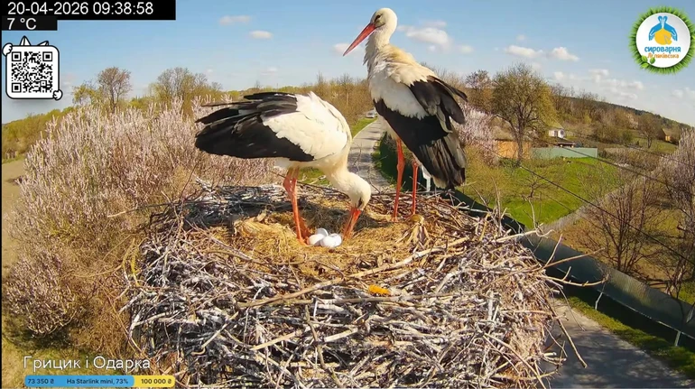 У зіркових лелек Одарки та Грицика з'явилося вже чотири яйця. Чи будуть ще?