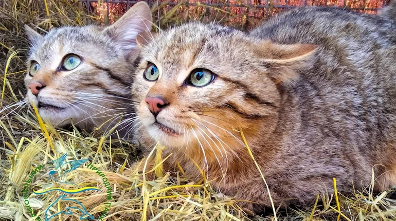 Врятовані після смерті матері: п’ятеро рідкісних лісових котів оселилися в нацпарку на Одещині