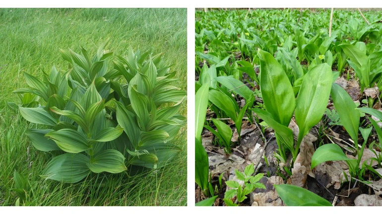 Черемша чи чемериця? Як не додати смертельно небезпечну рослину у весняний салат