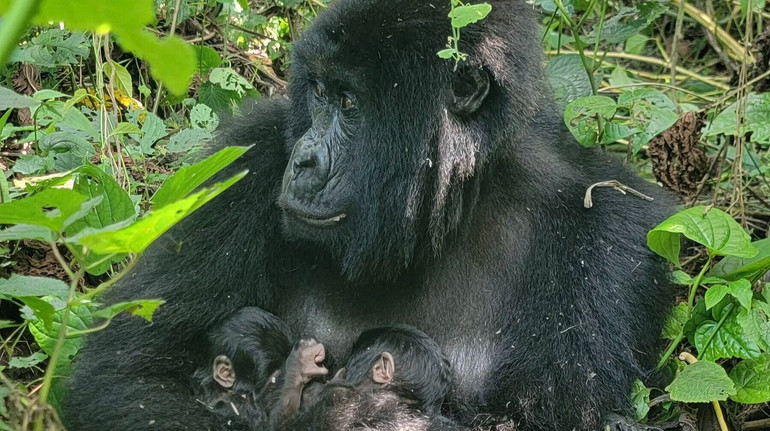 Рідкісний випадок: у нацпарку в Конго гірська горила народила близнюків