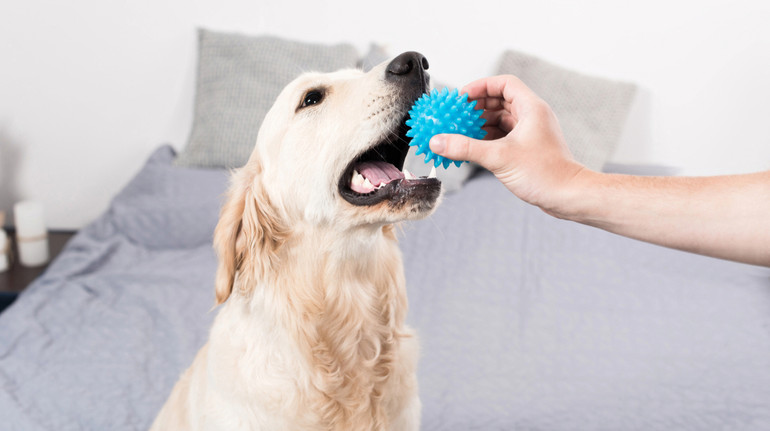 Усе розуміють? Вчені з'ясували, що собаки можуть вивчати нові слова, підслуховуючи розмови людей
