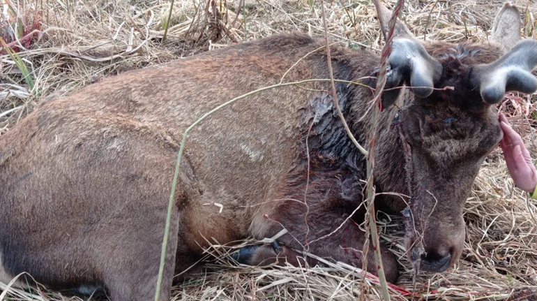 Після наїзду автівки зіркового оленя Бориса вирішили не оперувати: що відомо про його стан