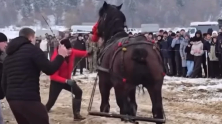 На Прикарпатті на фестивалі коня шмагали і били палицями: поліція проводить перевірку