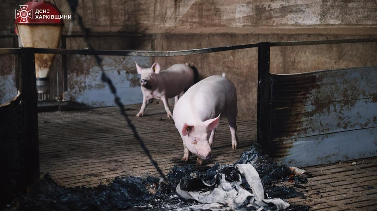 Росіяни обстріляли ферму на Харківщині: загинуло 13 тисяч свиней