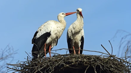 Любовні драми у лелечому гнізді: що історія Одарки і Грицика говорить про стосунки лелек