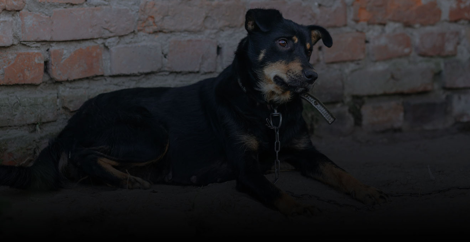 200 собак, 20 котів, курка і коза: як у притулку на Львівщині піклуються про бездомних тварин