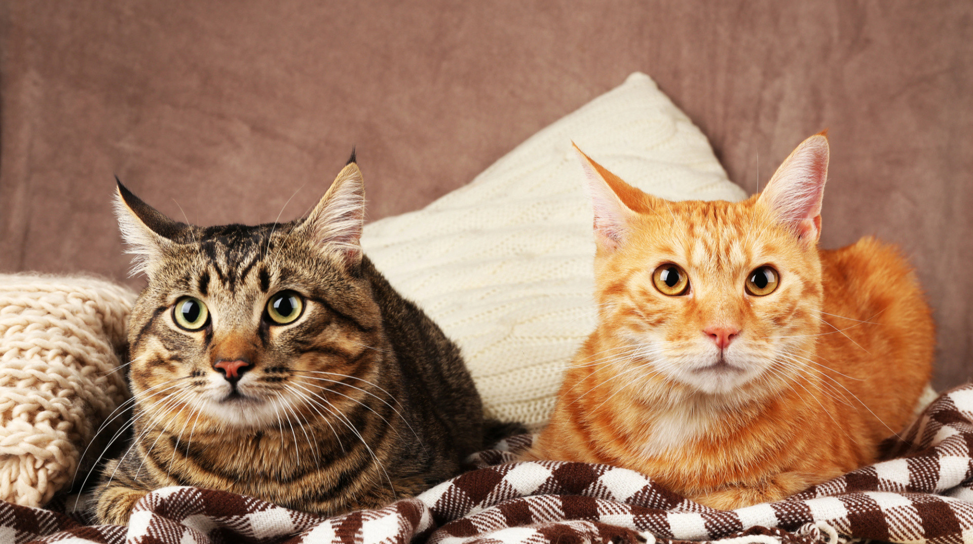 Вчені виявили подібні генетичні зміни при раку молочної залози у котів і людей: чому це важливо