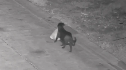 Чотирилапий спільник: в Італії чоловік навчив свого пса незаконно викидати сміття вздовж дороги