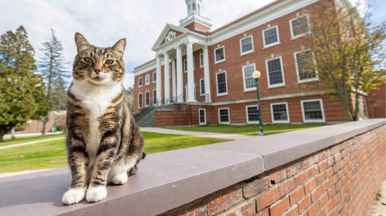 Кіт на прізвисько Макс отримав ступінь доктора наук в університеті США