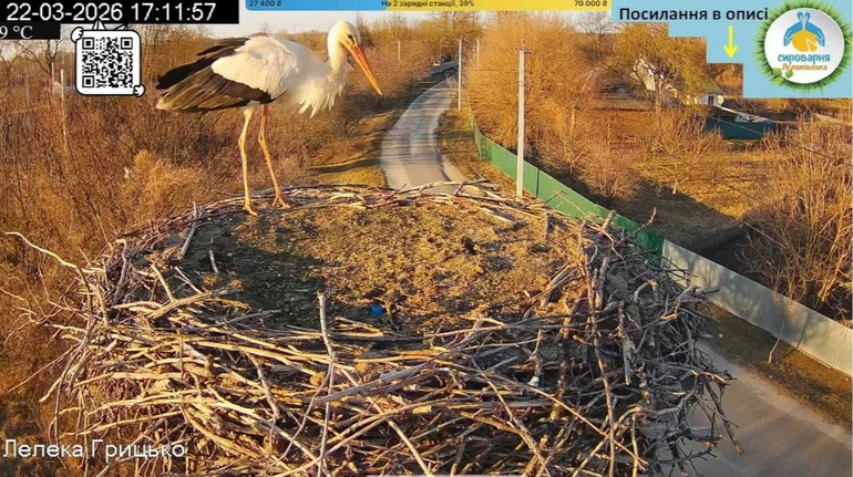 Перший у цьому сезоні: до гнізда Грицика та Одарки прилетів лелека