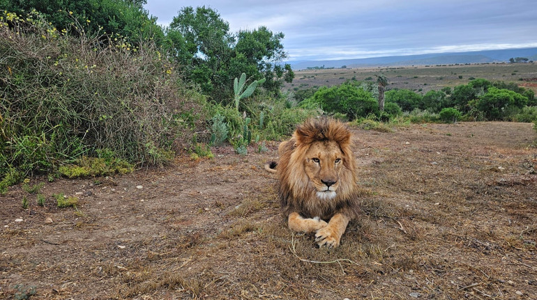 Леви, яких врятували із Ясногородки, повернулися в Південну Африку