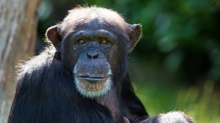 Впливає середовище? Вчені назвали ймовірні причини одностатевої сексуальної поведінки серед приматів