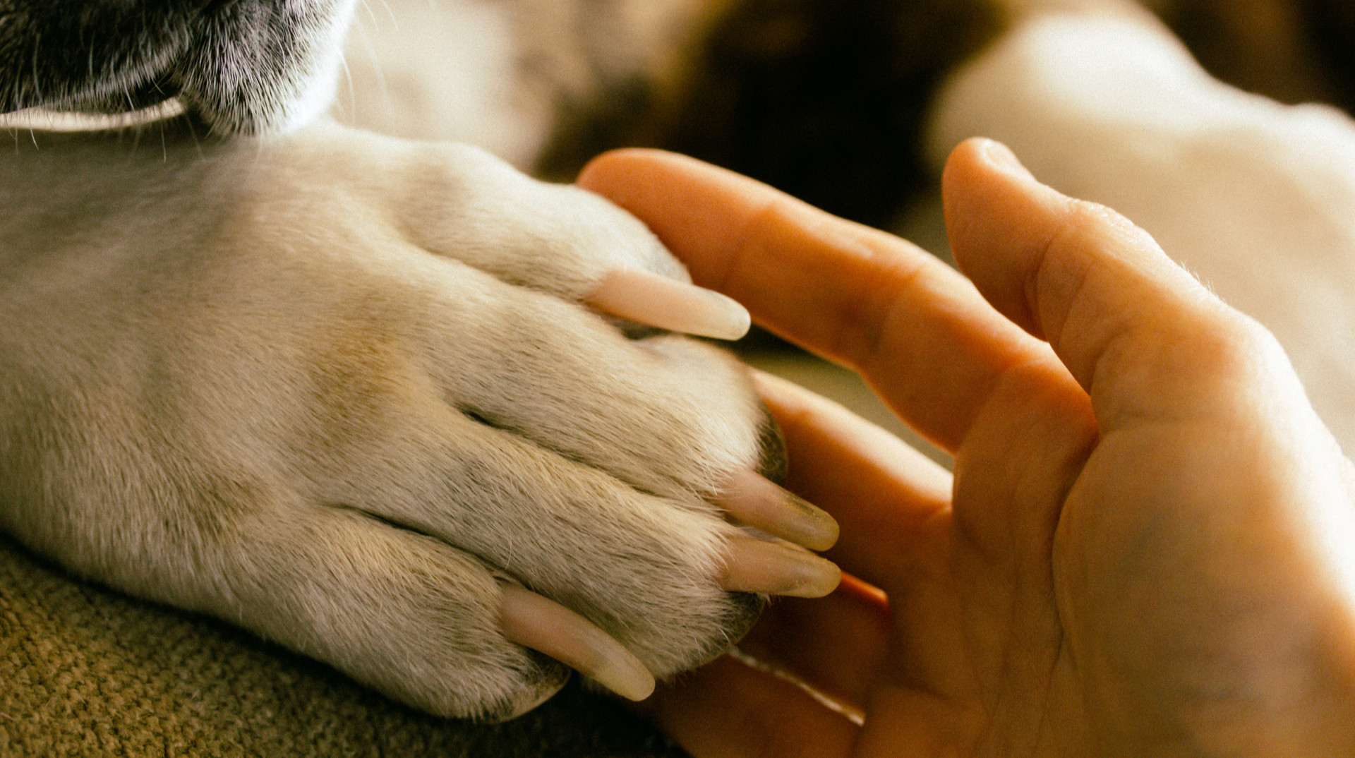 Прощання з домашнім улюбленцем: чи є в Україні спеціальні кладовища та скільки коштує поховання