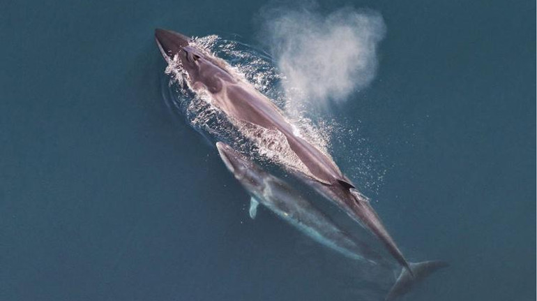 Через 100 років після зникнення: найшвидші з китів відновлюють популяцію поблизу Аргентини