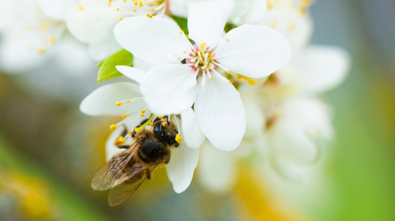Scientists have named the factors that harm the bees around the world