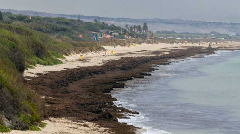 Вторгнення рослин: в Іспанії тисячі тонн немісцевих водоростей завалюють пляжі