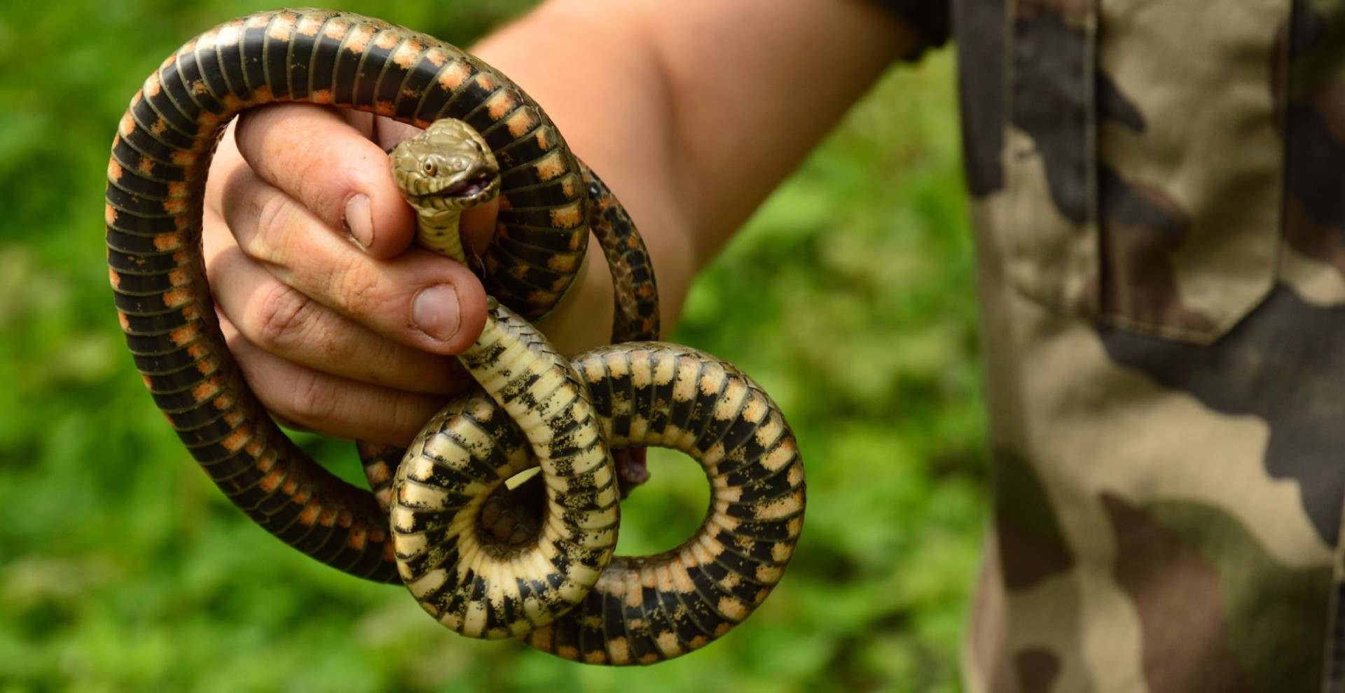 Яких змій можна зустріти в Україні та як розпізнати отруйних? Пояснює герпетолог