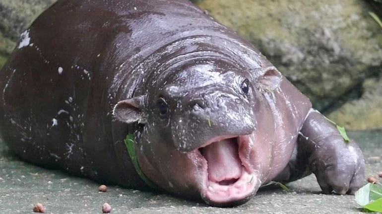 У Таїланді покарали чоловіка, який вдерся у вольєр зіркової бегемотихи Му-Денг