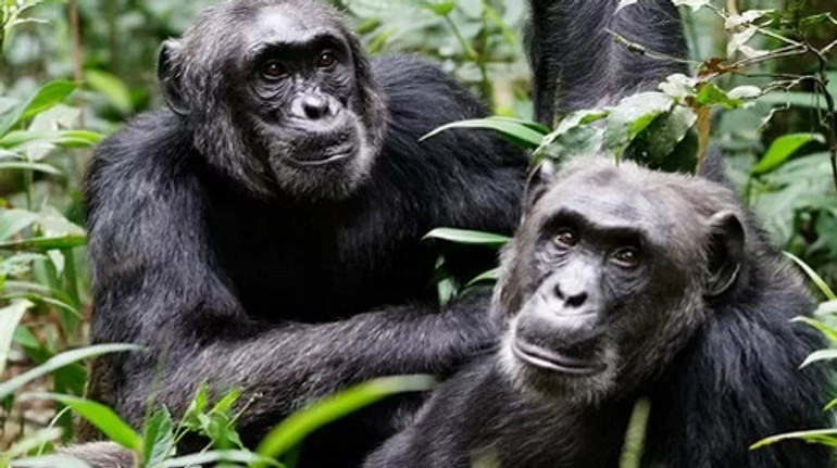 Кора проти кишкової палички: як шимпанзе вигадали власні антибіотики