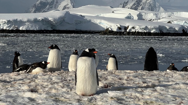 Забіг заради поживи: полярники показали пінгвінят, які вимагають у батьків їжі