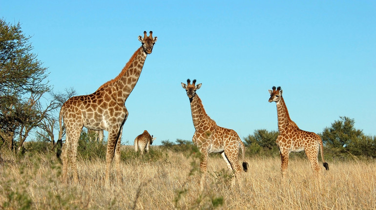 Для чого жирафі довга шия? Вчені розгадали таємницю
