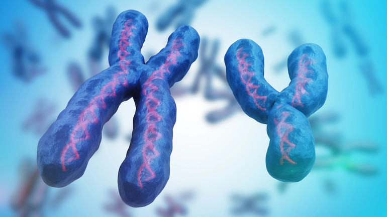 Y-хромосома скорочується та еволюціонує швидше за X-хромосому: що це означає