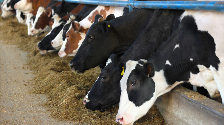 Французам хочуть заборонити скаржитися на мукання корів: суди переповнені такими позовами