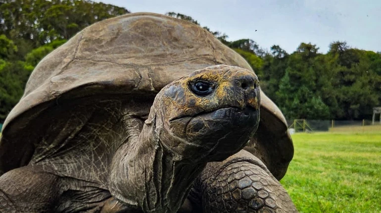 194-річна, але досі жива: як шахрай ошелешив мережу фейком про смерть найстарішої черепахи світу