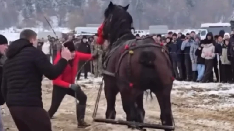 Суд закрив справу про побиття коней на фестивалі на Прикарпатті – зоозахисники кажуть про помилку