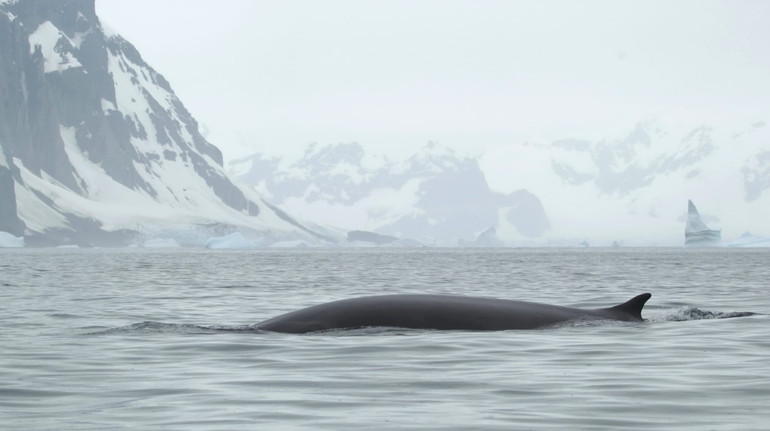 Українські полярники показали першу зустріч із фінвалом – одним із найбільших китів у світі