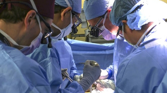 A pig kidney was transplanted into a living person for the first time: details