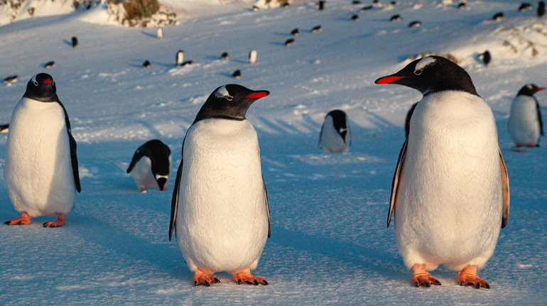 У фраці чи з біло-блакитними очима: як відрізняються пінгвіни в Антарктиді