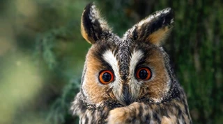 В антидронові сітки потрапляють не тільки ворожі пташки. Неочевидні проблеми, які пернатим створює війна