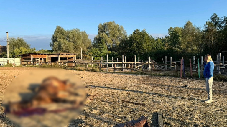 Росіяни поцілили дроном у кінний клуб на Київщині: через обстріл загинуло семеро тварин