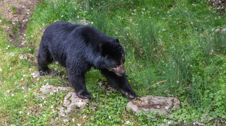 Загинула рекордна кількість людей: в Японії через масові напади ведмедів розгорнули війська