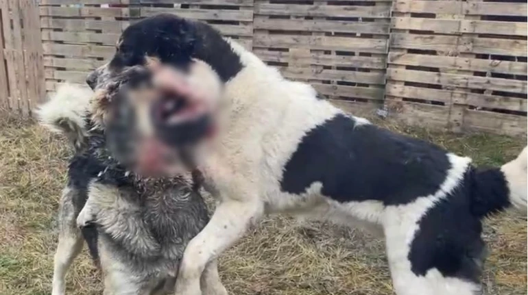 На Дніпропетровщині зірвали жорстокі собачі бої: на виграш тварин глядачі робили ставки