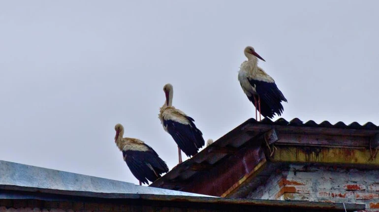 У Чорнобиль вперше за 20 років повернулися білі лелеки