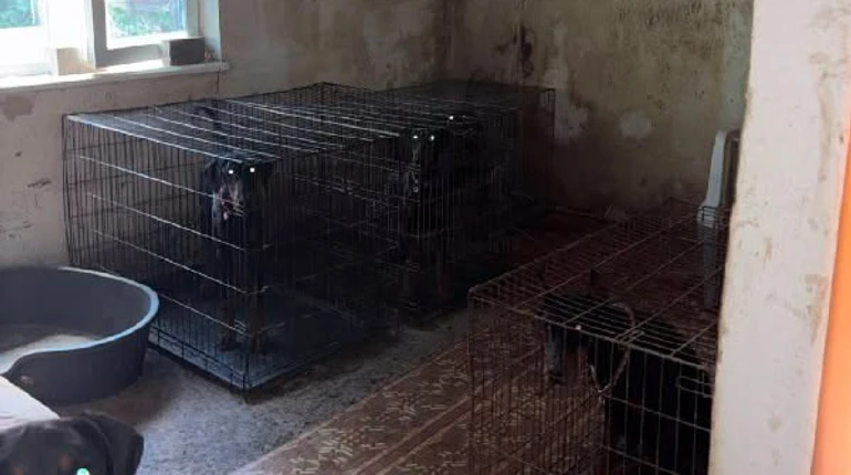 Виснажені та голодні: у Києві поліція відкрила справу через умови у розпліднику доберманів