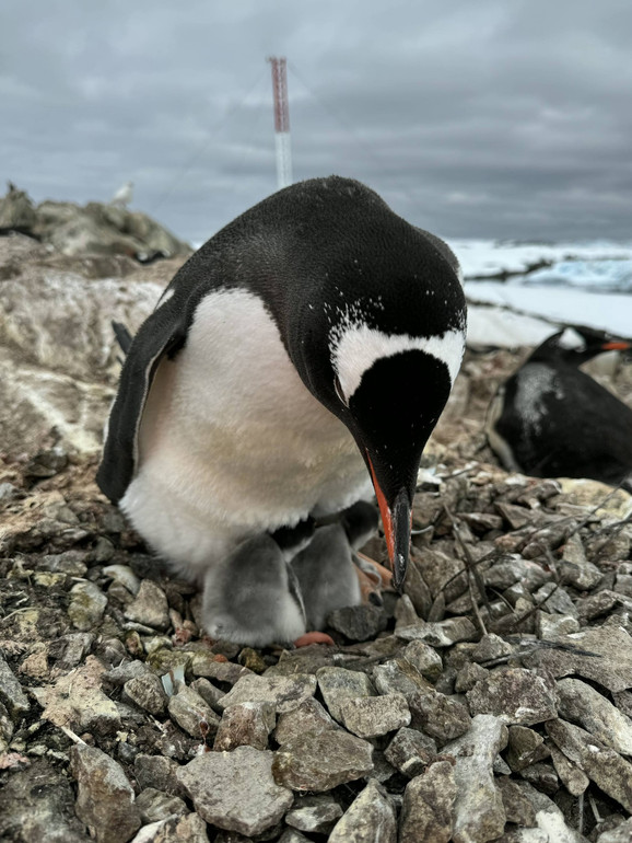 Перший місяць після народження за пташенятами повністю доглядають батьки
