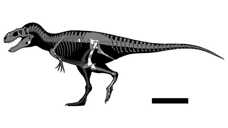 Скелет Labocania aguillonae