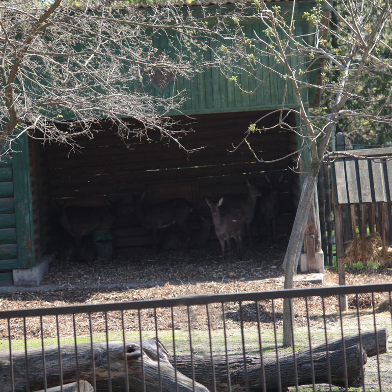 Spotted deer were found in a minibus at a checkpoint