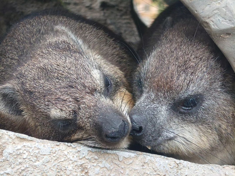 Rock hyrax kiss