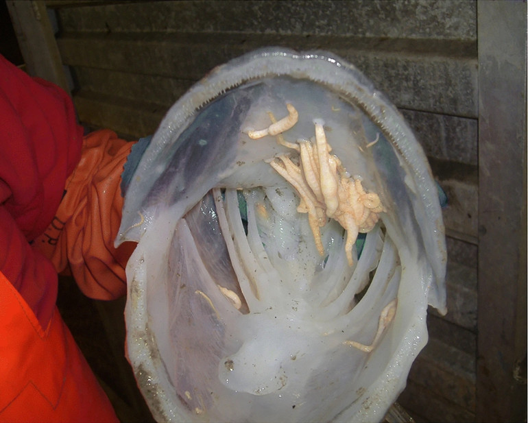 Антарктична п'явка Pterobdellina vernadskyi Utevsky, Solod & Utevsky, 2021 в ротовій порожнині господаря – антарктичного іклача