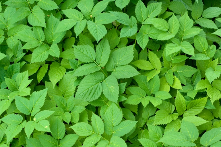 Aegopodium podagraria