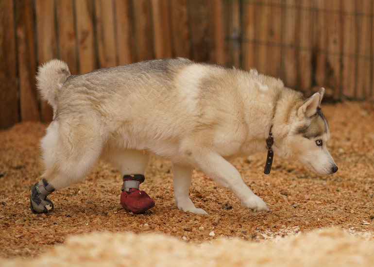 Песик із Безпритульного світу