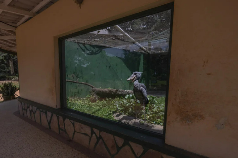 На її фото зображено птаха бек-ан-сабо у брудній клітці у зоопарку Уганди