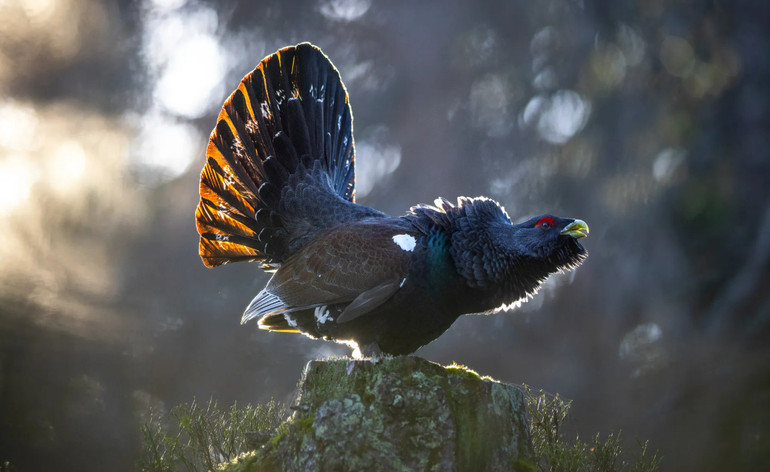 Фото отримало срібну нагороду.
