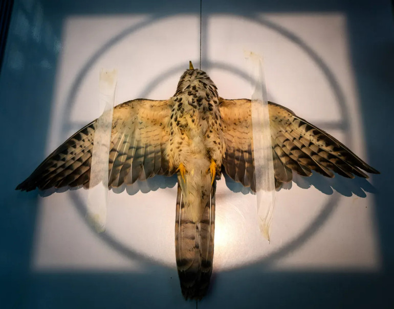 На фото зображено пораненого молодого яструба